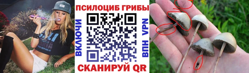 Купить закладки  Чадан  Галлюциногенные грибы мицелий 